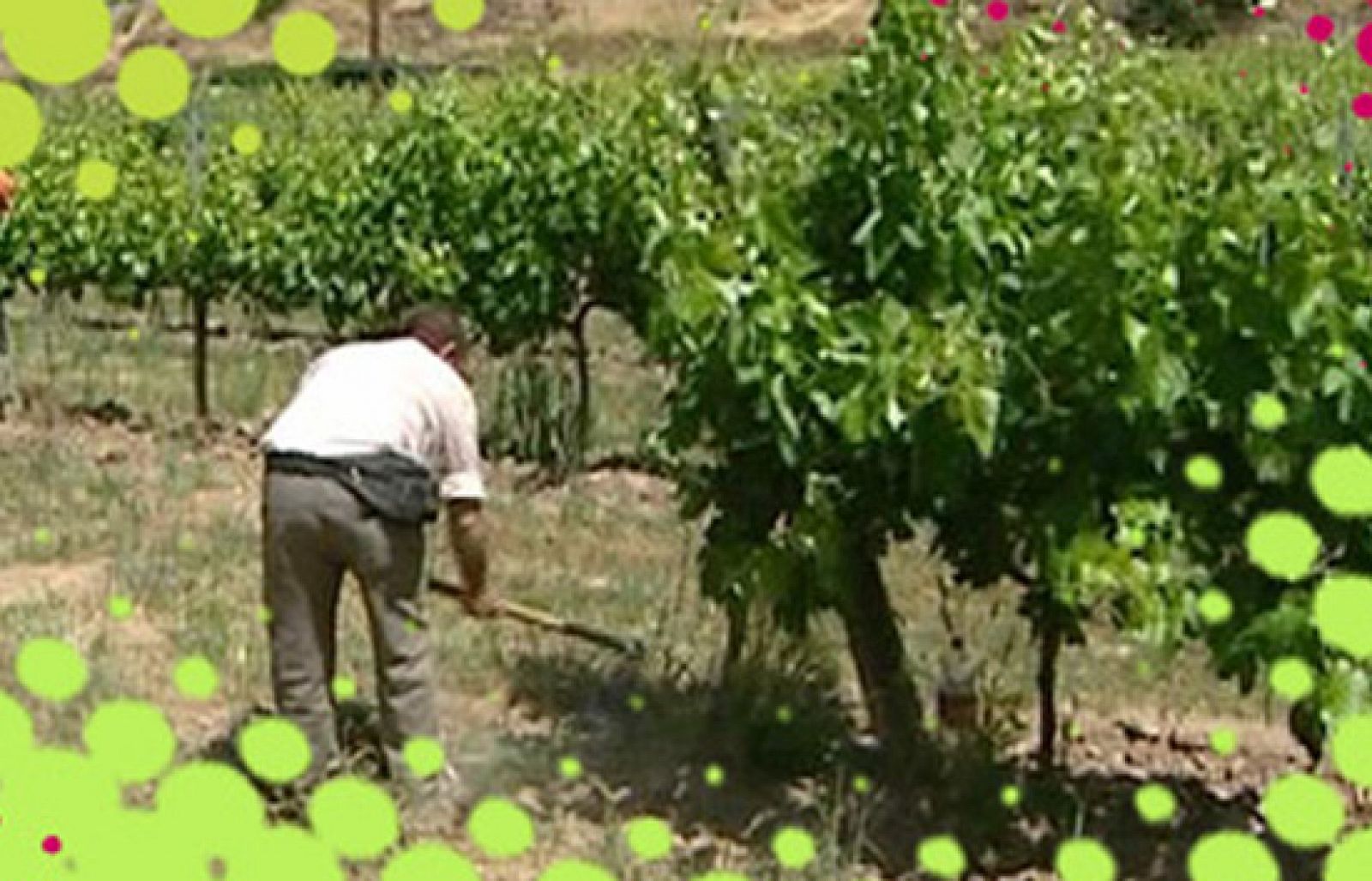 L'Olivera Cooperativa | Veure