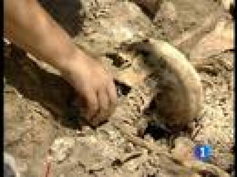 Encuentran más de 30 cuerpos en una fosa común cercana a Aranda de Duero.