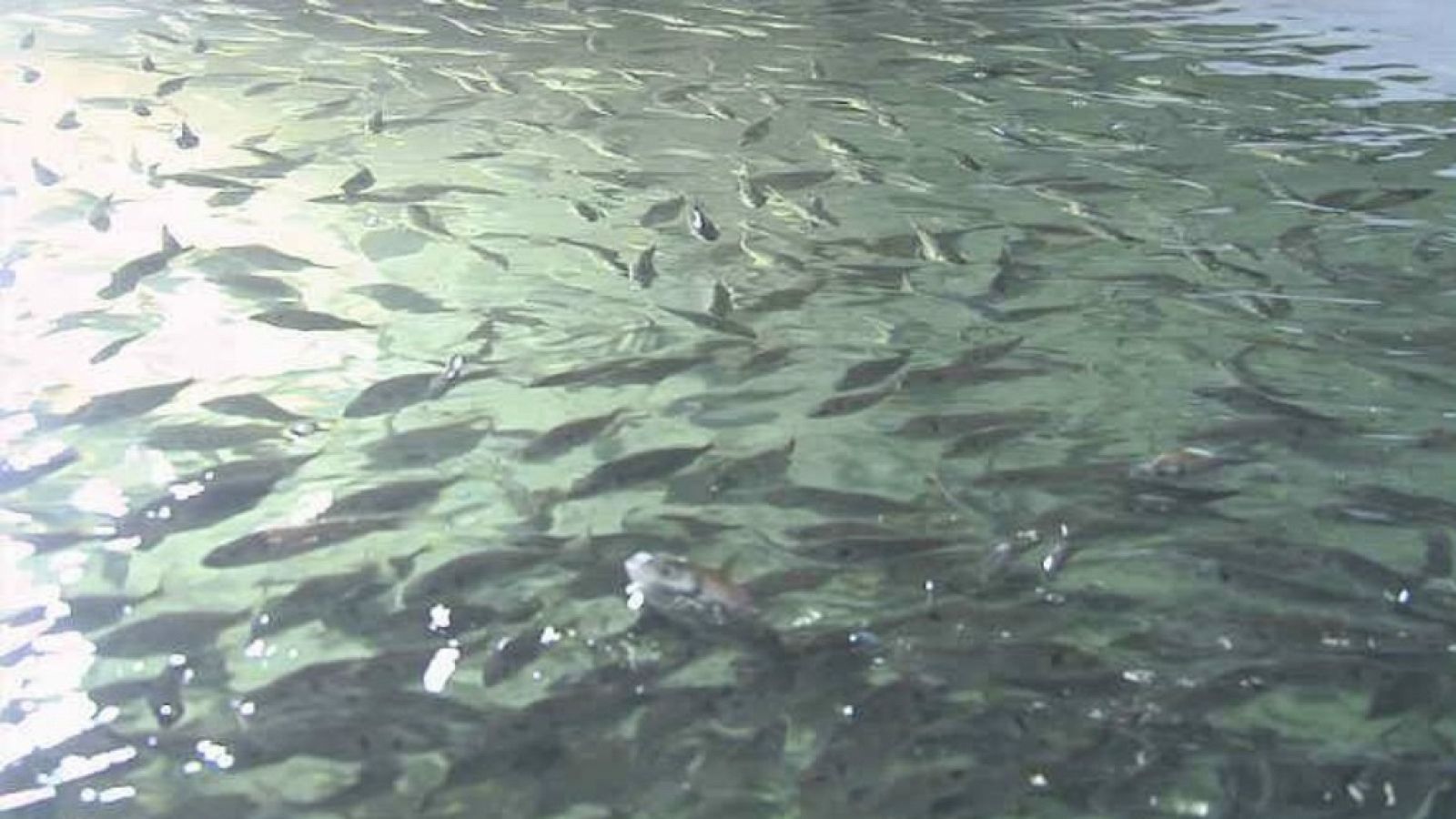 Lab24 - Domesticando el atún rojo y Salto en la red - ver ahora