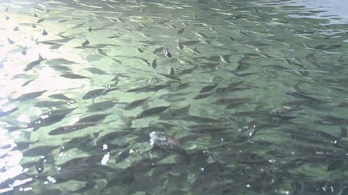 Lab24 - Domesticando el atún rojo y Salto en la red