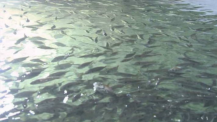 Lab24 - Domesticando el atún rojo y Salto en la red