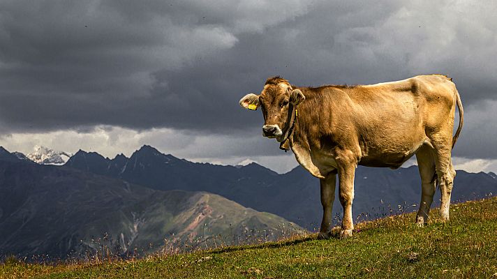 ¿Contribuyen las vacas en el cambio climático?