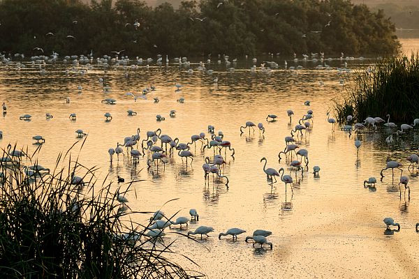 Espectáculo de aves en Doñana