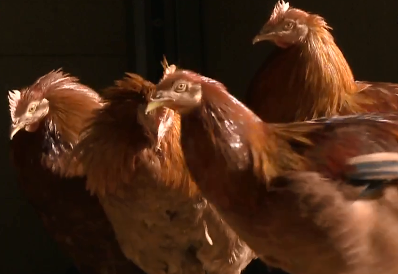 Un capón para Navidad - España Directo | Ver