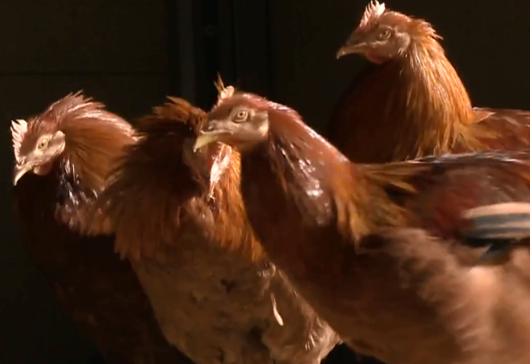 España Directo - Un capón para Navidad