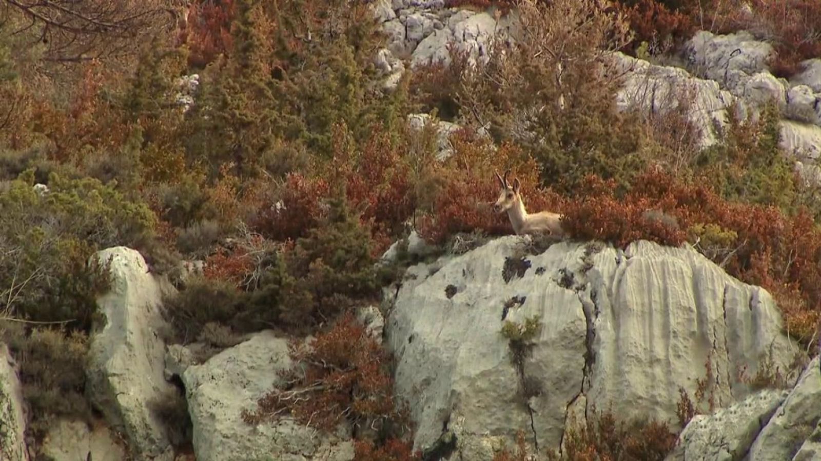 Jara y sedal - Los sarrios del Pedraforca - ver ahora