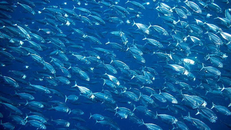 La pérdida de oxígeno en los océanos aumenta las amenazas a la vida marina y altera los ecosistemas