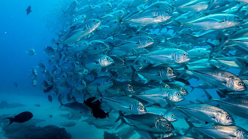 Los océanos pierden oxígeno por el aumento de temperatura