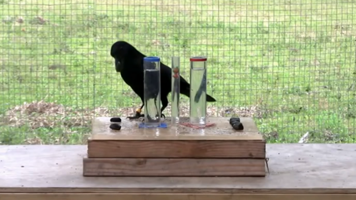 ¡Qué animal! - Inteligentes