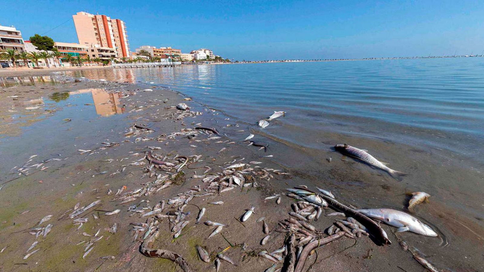 Informe Semanal - Salvar al Mar Menor - ver ahora