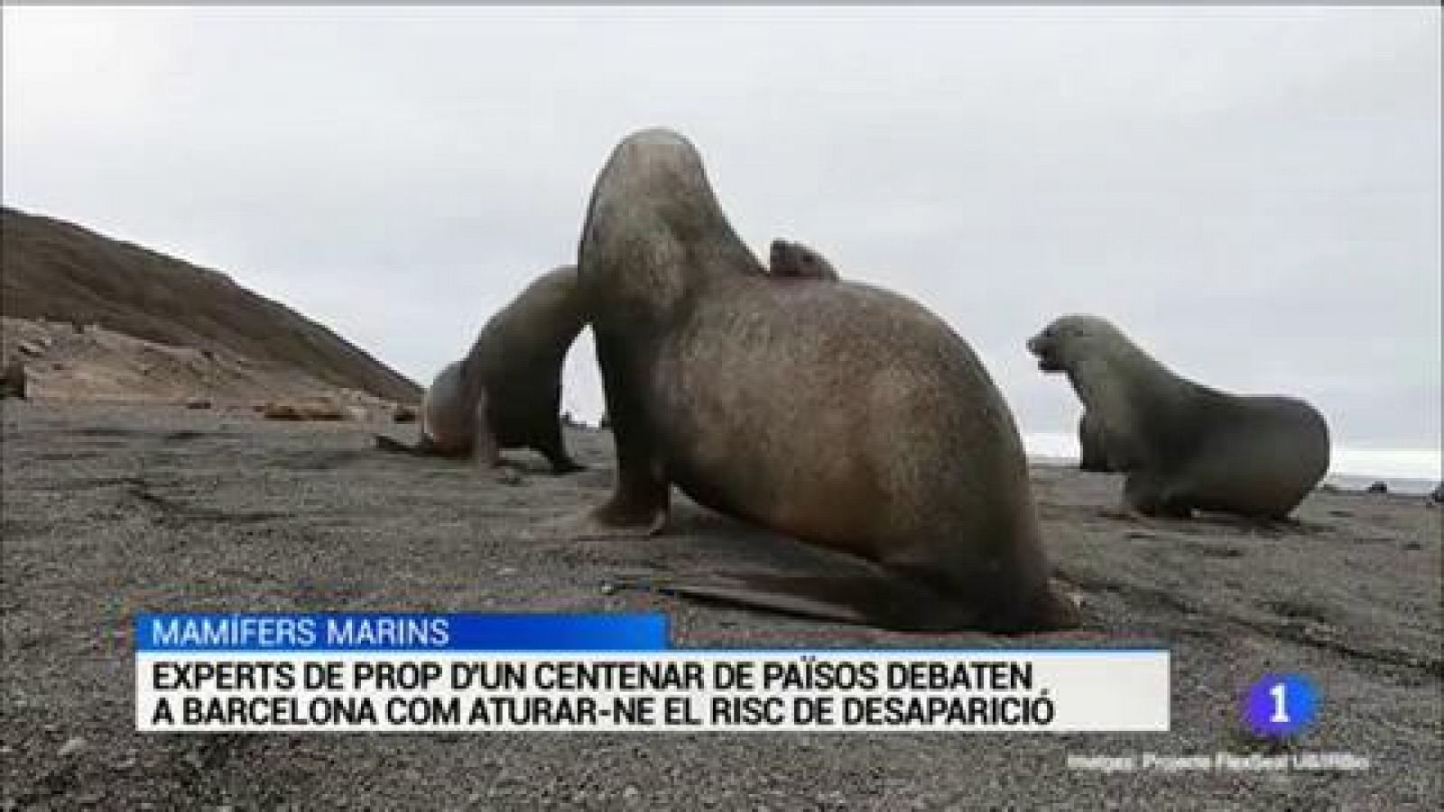 L'Informatiu - 10/12/2019