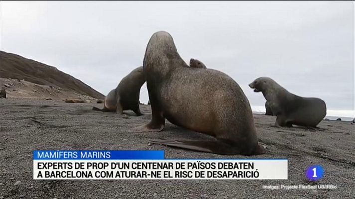 L'Informatiu - L'Informatiu - 10/12/2019