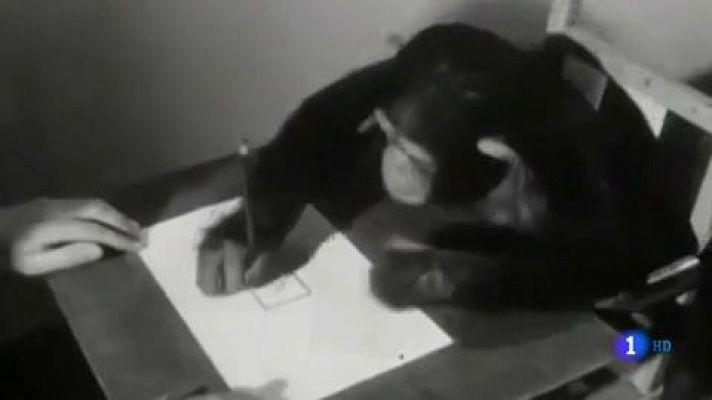 Pinturas del chimpancé Congo estarán a la venta por cerca de US$ 250.000, Video