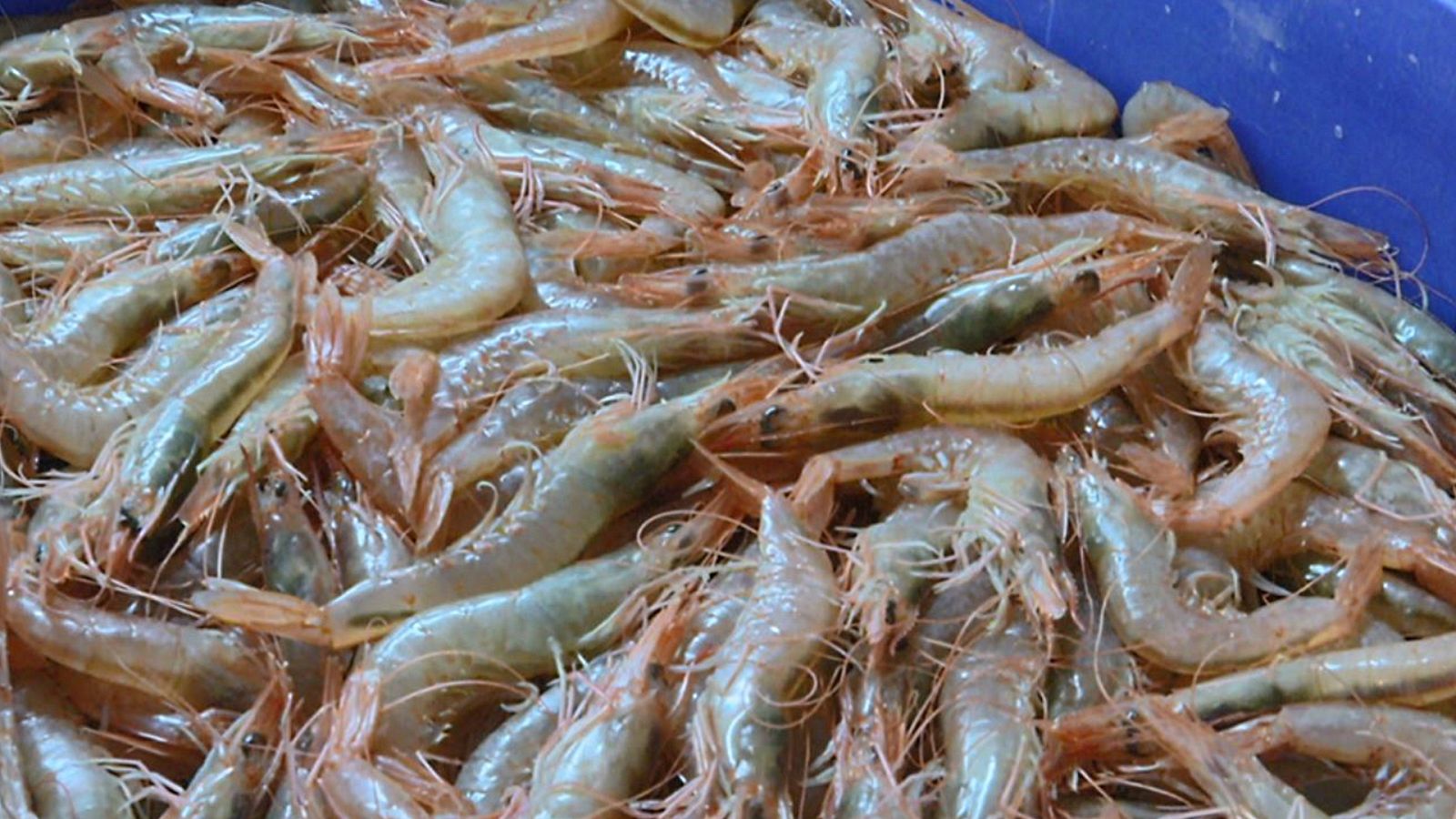 Aquí la Tierra - 11/12/19 - ver ahora