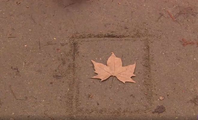 Telediario 1 - Chema Madoz "juega" con la naturaleza en una exposición en el Jardín Botánico