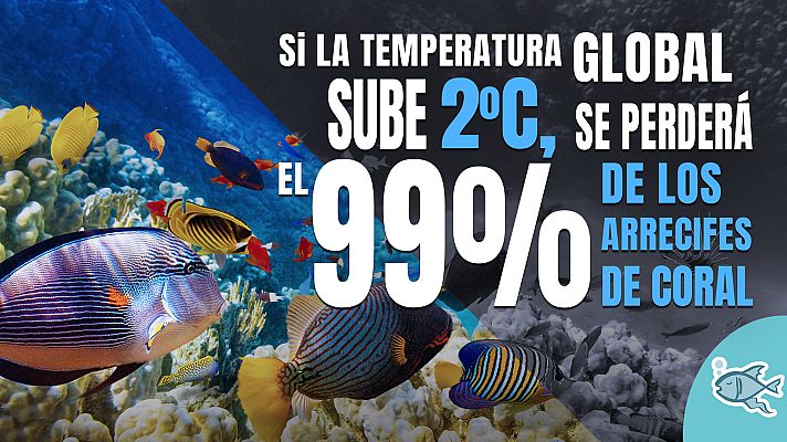 Telediario 1 - #EstamosATiempo: Los pescadores luchan contra el cambio climático