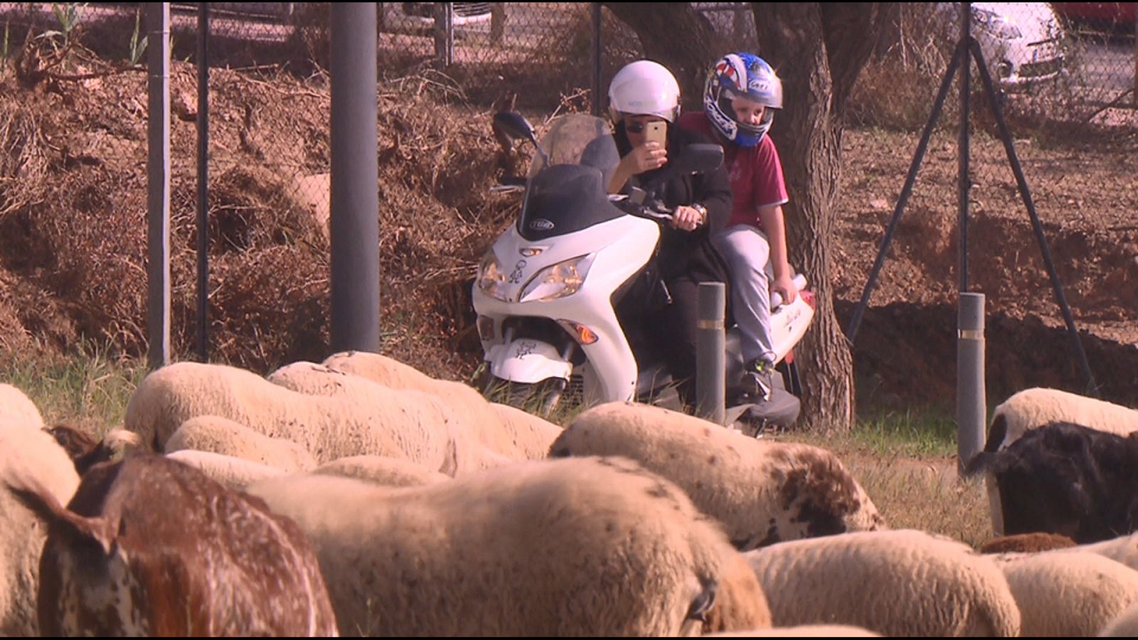 El escarabajo verde - Una relación simbiótica - ver ahora