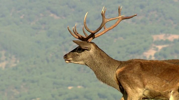 Lince ibérico y águila imperial