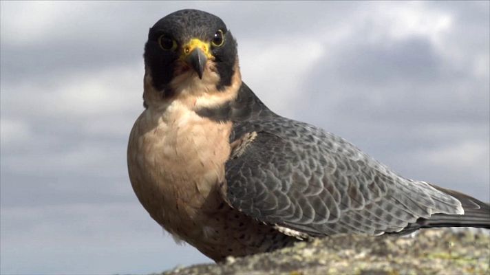 ¡Qué animal! - Veloces