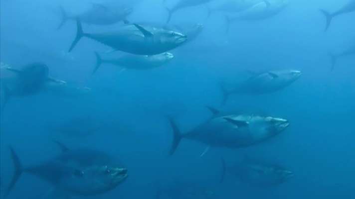 Fábrica de ideas - Imita: Atunera Balfegó