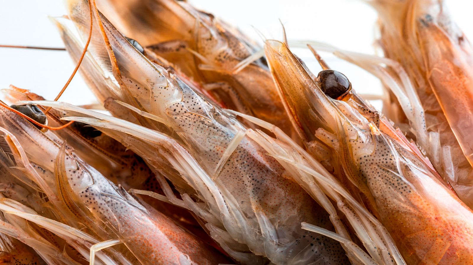 Desaconsejan chupar las cabezas de algunos crustáceos porque pueden provocar enfermedades