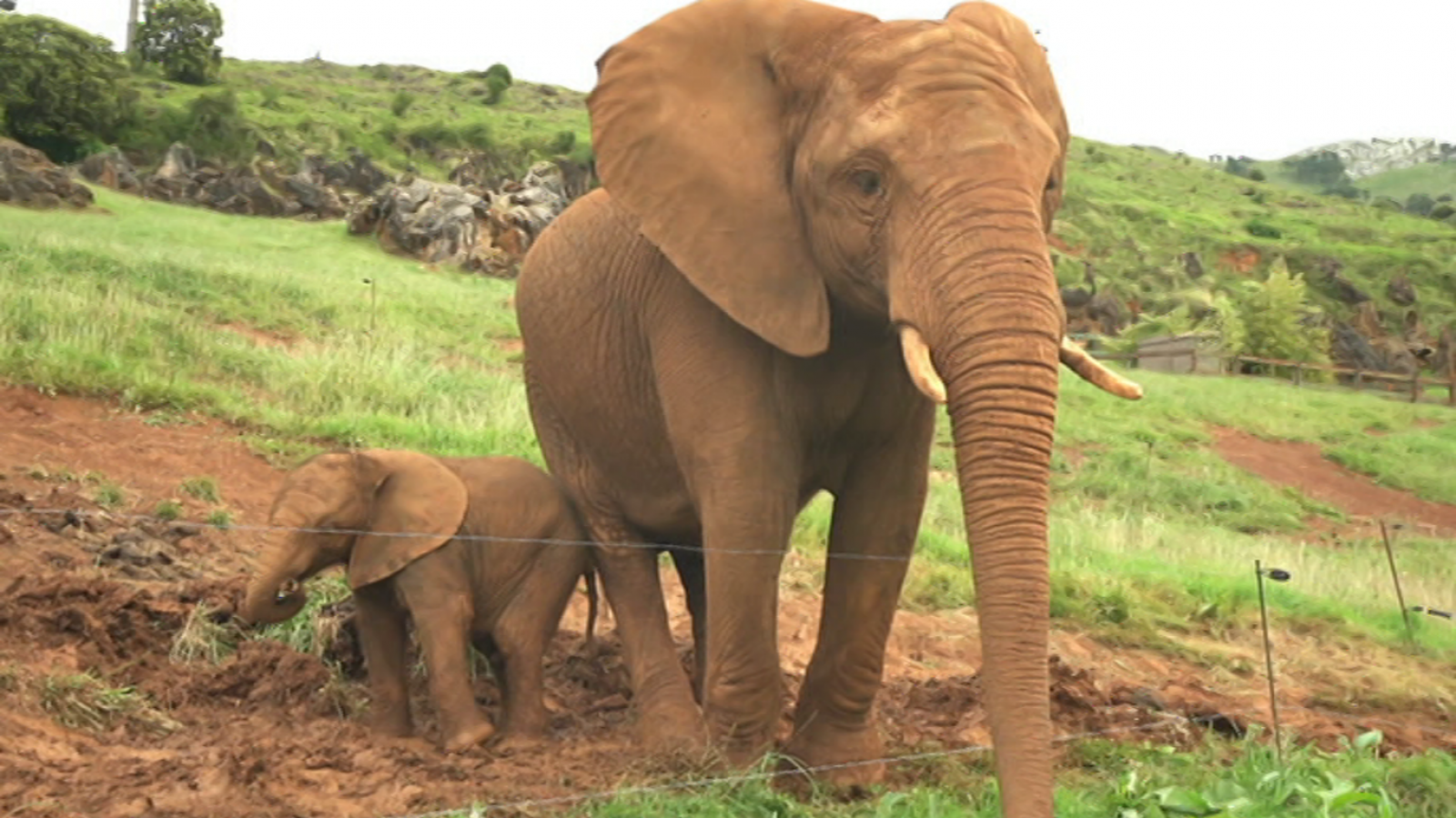 Que Animal Amor De Padre Rtve Es