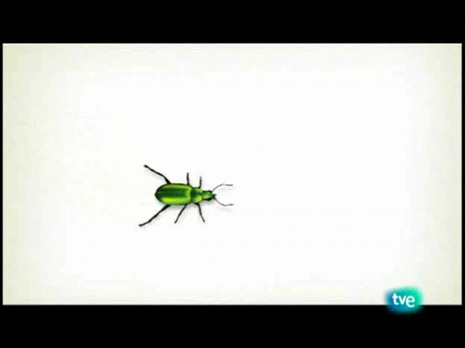 El escarabajo verde - Contra corriente - El escarabajo verde | Ver