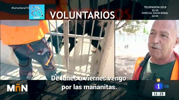 La mañana - Perros abandonados