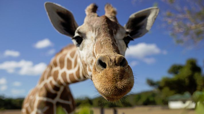 22.000 personas compran un zoo para liberar a sus animales