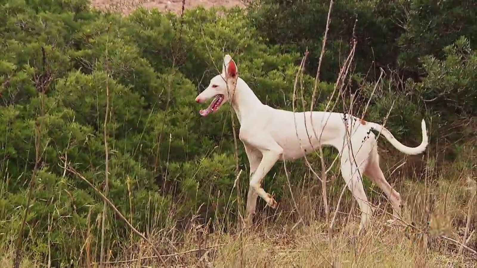 Jara y sedal - El faraón mallorquín - RTVE.es