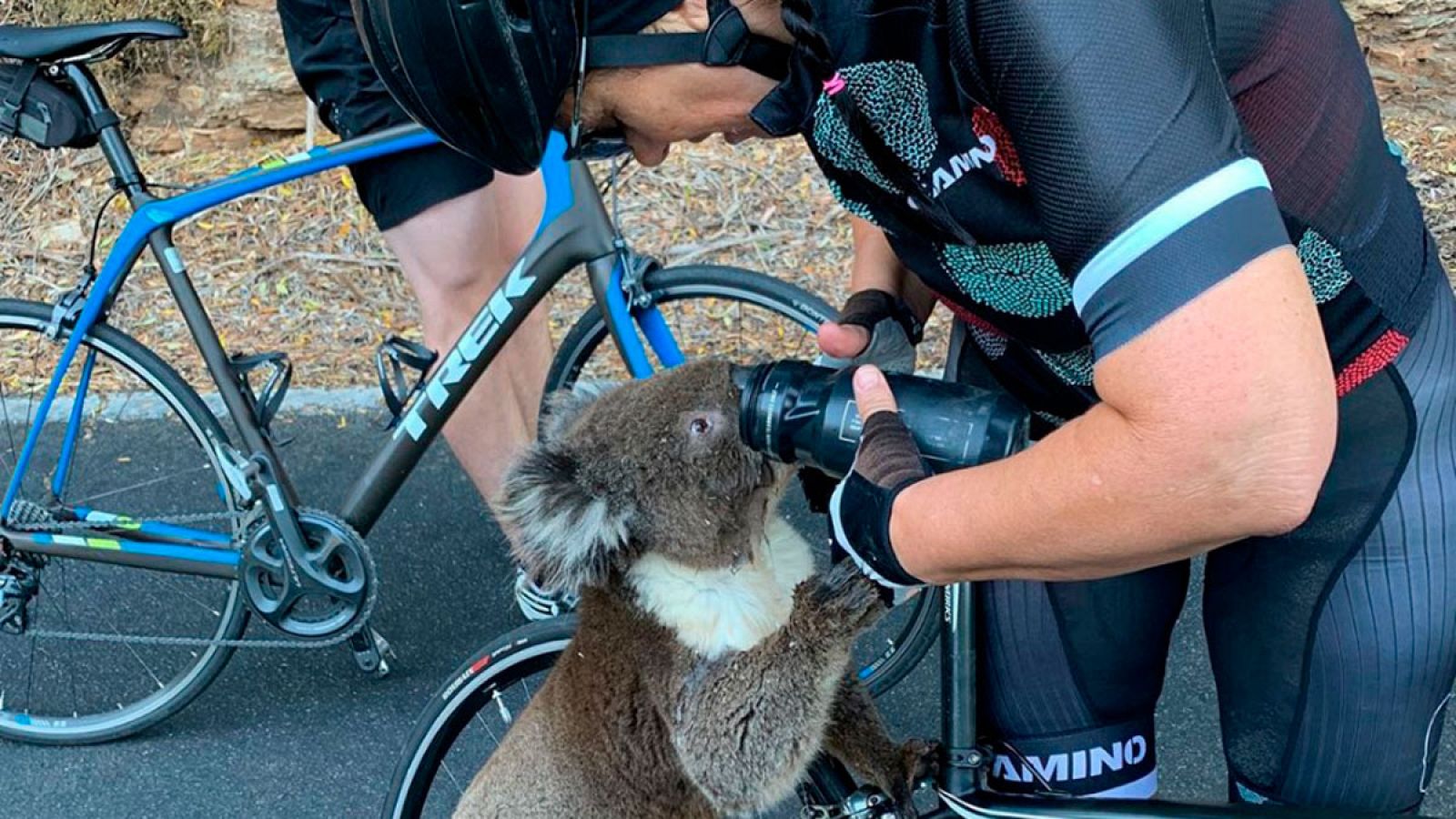 Un koala sediento se acerca a un ciclista en plena ola de calor e incendios en Australia