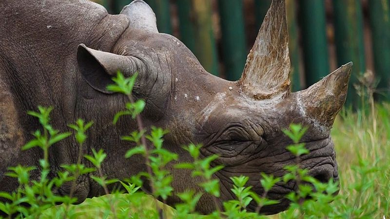 Muere Fausta, la rinoceronta más longeva del mundo