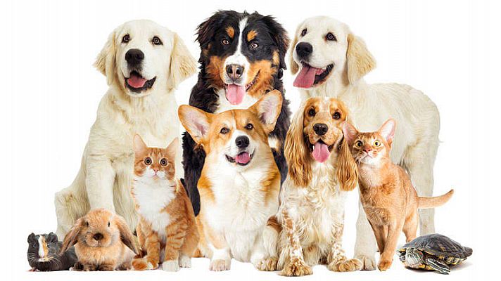 A partir de hoy - Las mascotas como regalo de Reyes