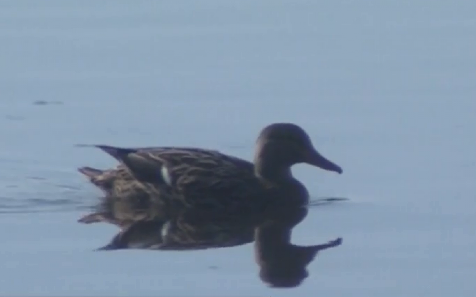 Turismo ornitológico en el Parque Natural de la Albufera