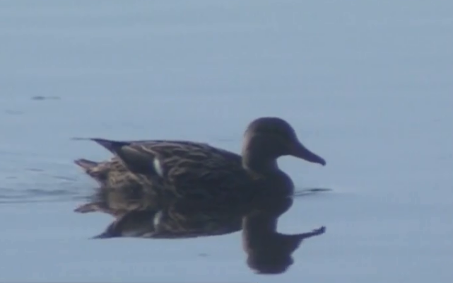España Directo - Turismo ornitológico en el Parque Natural de la Albufera