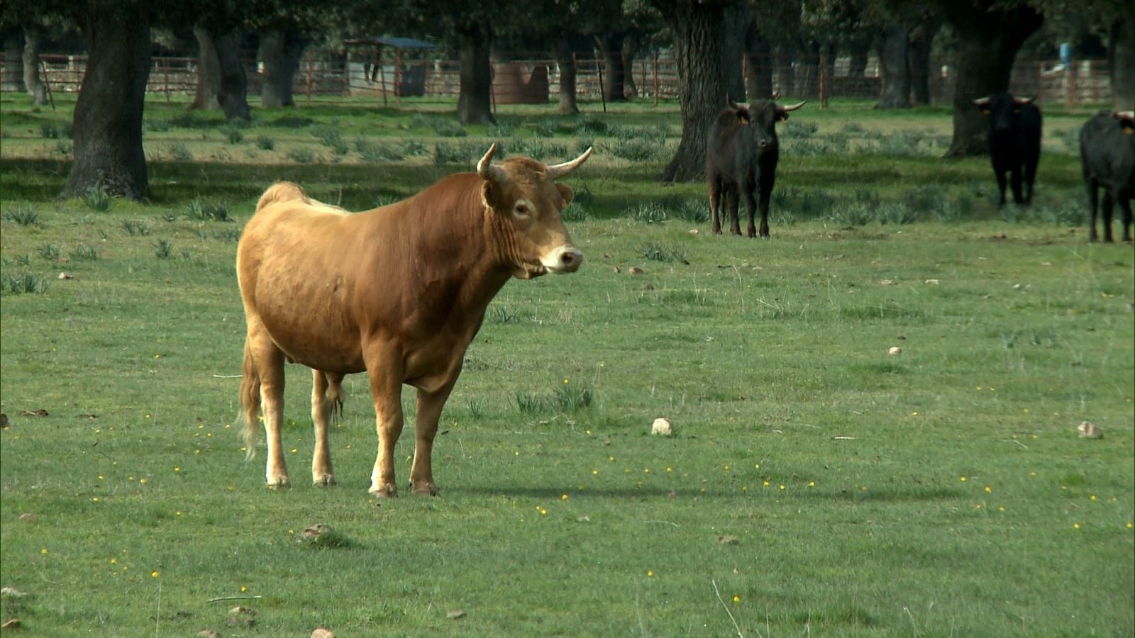 Tendido cero - 04/01/20 - ver ahora