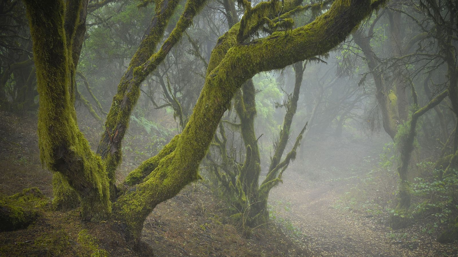 La niebla persiste en zonas del interior, con pocas nubes en general - ver ahora