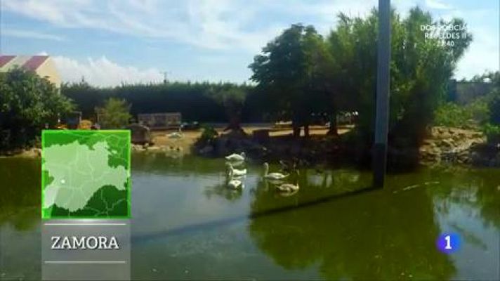Aquí la Tierra - Conocemos distintas grullas en Zamora