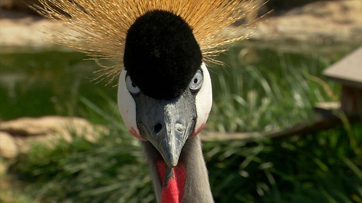 Aquí la Tierra - Conocemos distintas grullas en Zamora