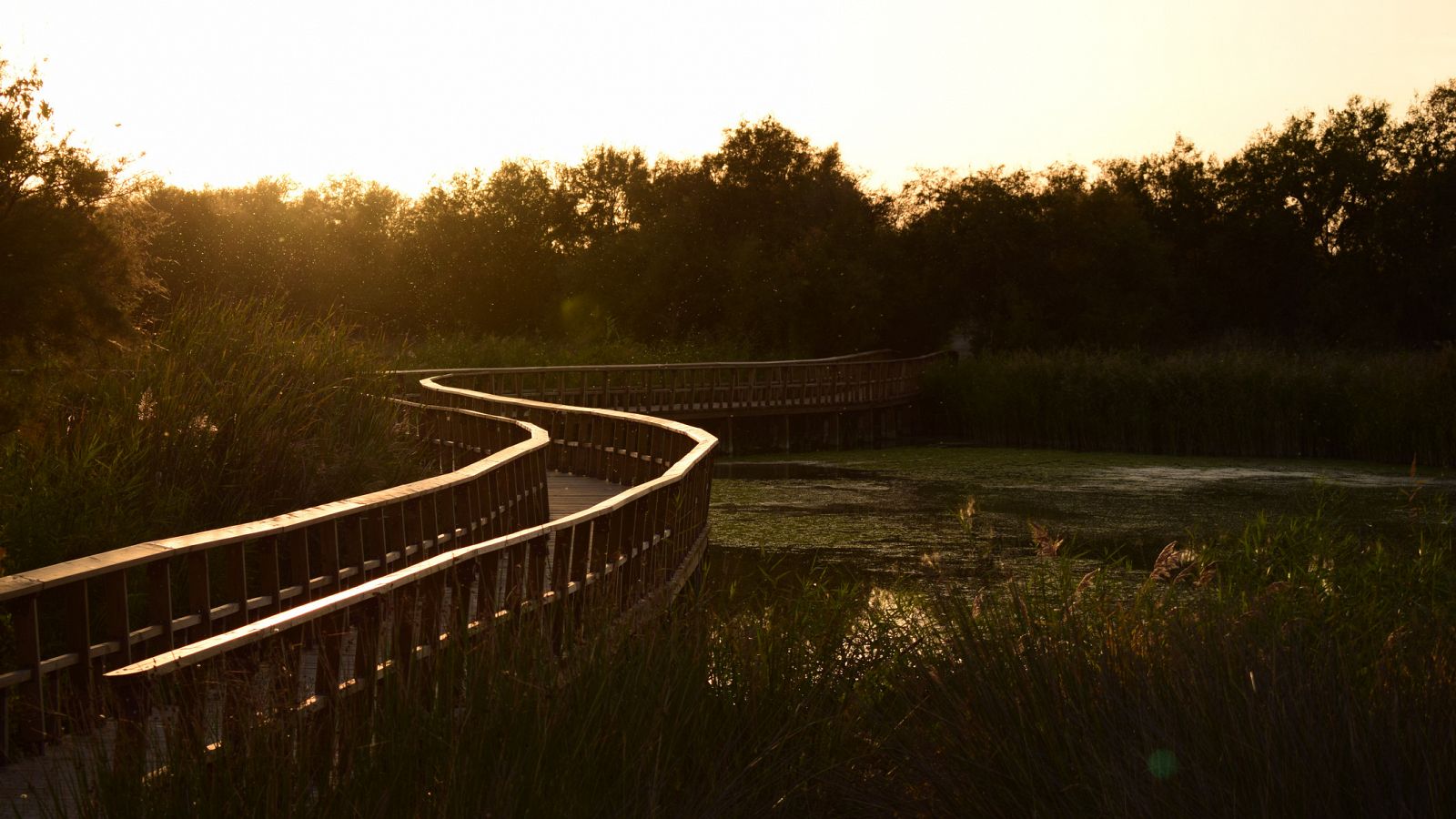 La sequía está poniendo en peligro el parque de las Tablas de Daimiel, en Ciudad Real. En este momento, menos del 5% de su superficie está inundada, algo que preocupa tanto a sus responsables como a los hosteleros de la zona.