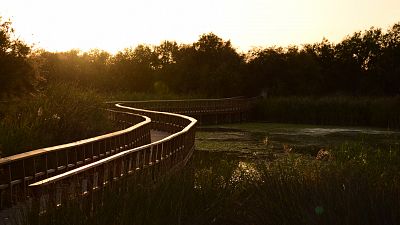 La sequa est poniendo en peligro el parque de las Tablas de Daimiel, en Ciudad Real. En este momento, menos del 5% de su superficie est inundada, algo que preocupa tanto a sus responsables como a los hosteleros de la zona.