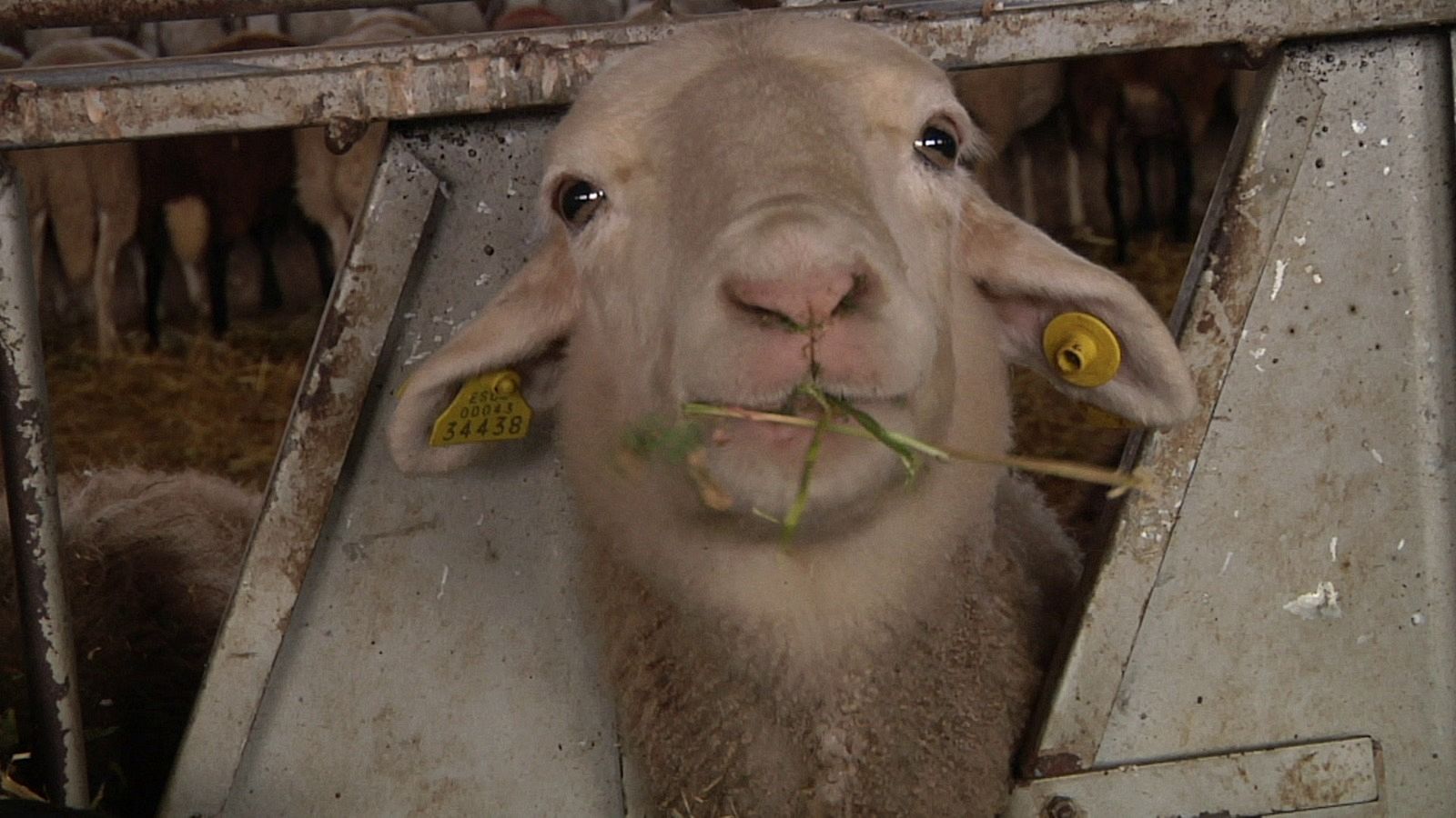Forraje para las ovejas zamoranas - Aquí la Tierra | Ver