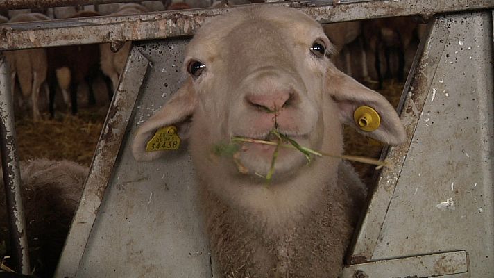 Aquí la Tierra - Forraje para las ovejas zamoranas