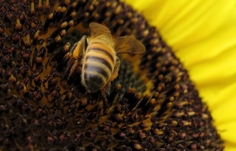 Las abejas están en peligro por el "síndrorme del colapso de la colmena"