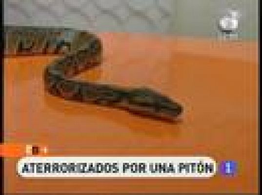 Pánico por una pitón