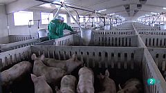 En primer plano, Purines