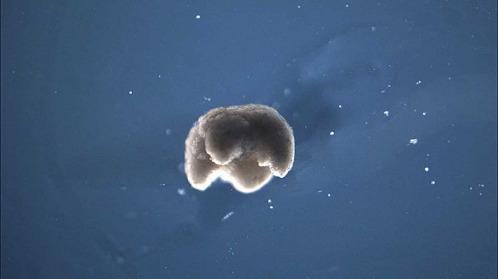 Telediario 1 - Crean pequeños "robots vivos" a partir de células de rana