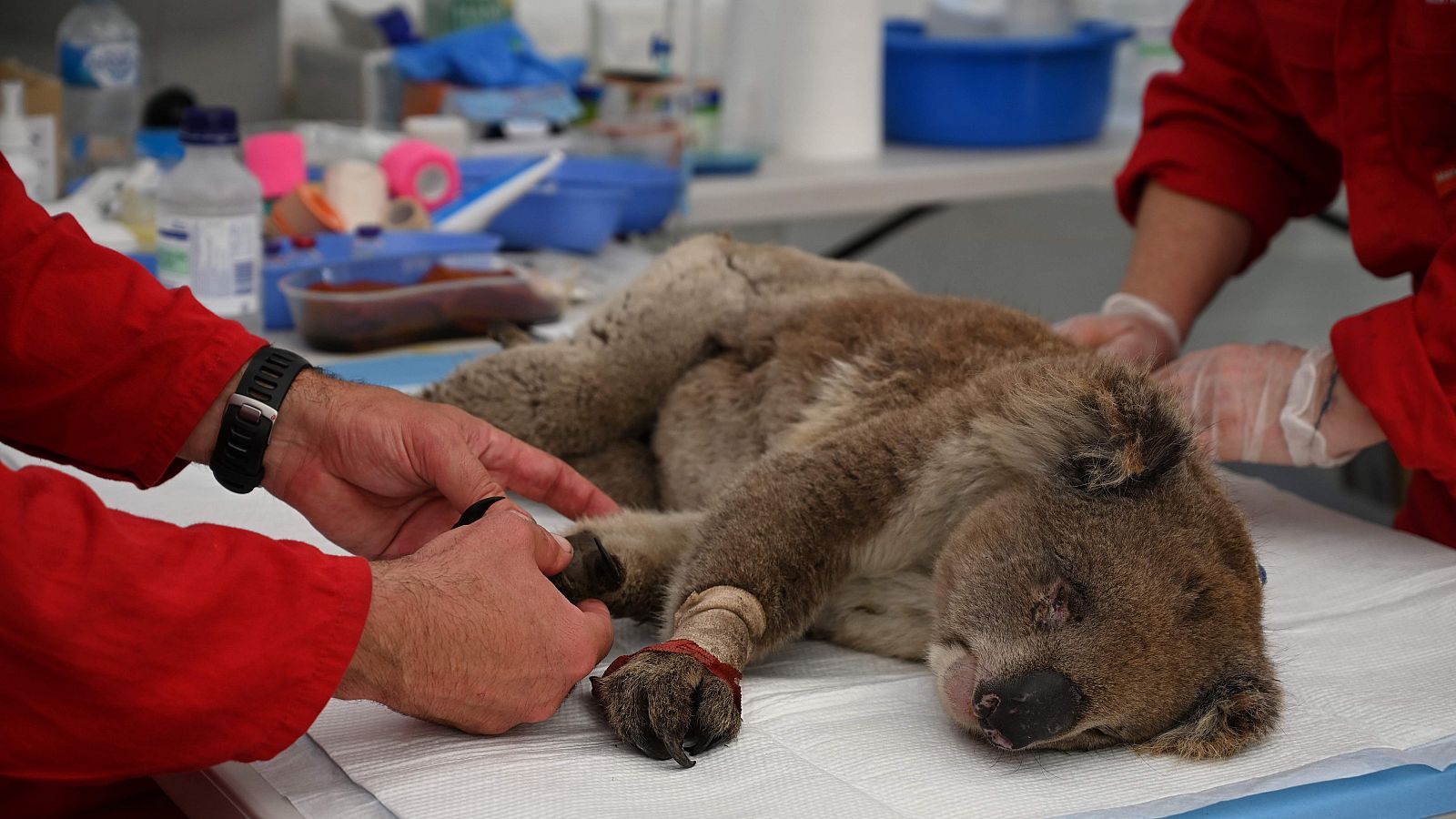 Decenas de koalas heridos en los incendios que asuelan Australia llegan a diario a un improvisado hospital para estos animales, en el parque natural de la Isla Canguro. Muchos de estos marsupiales requieren tratamiento tan urgente que los veterinario