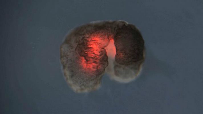 Modo Digital - 'Xenobots', los "robots vivos" creados con células de rana