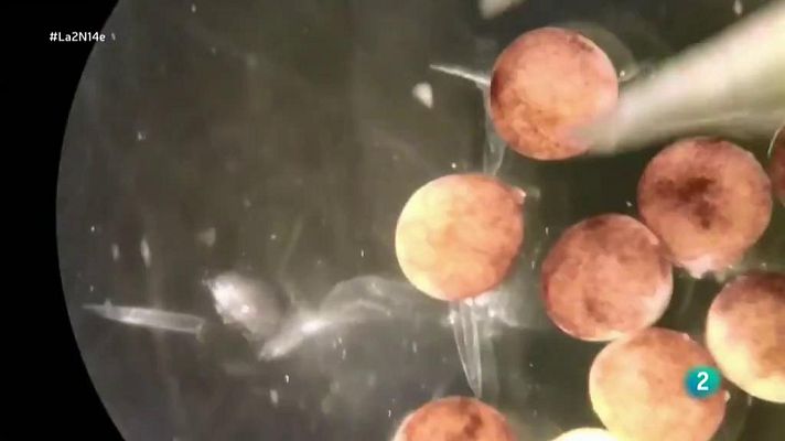 La 2 Noticias - Biobots, la tercera clase de materia animada